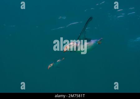 Immersioni Puffins, Isole Farne, Northumberland, Inghilterra. Foto Stock