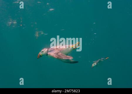 Immersioni Puffins, Isole Farne, Northumberland, Inghilterra. Foto Stock