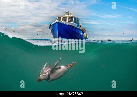 Immersioni Puffins, Isole Farne, Northumberland, Inghilterra. Foto Stock