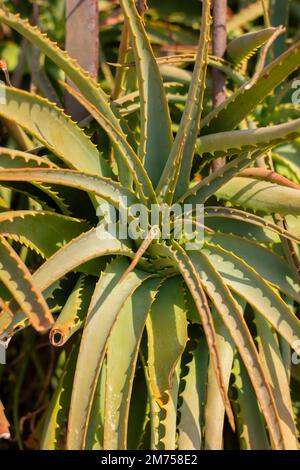 Aloe vera sulla costa italiana Foto Stock