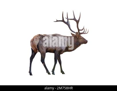 Il più grande alce marrone con corno in piedi nella foresta presso il parco nazionale. Isolato su sfondo bianco Foto Stock