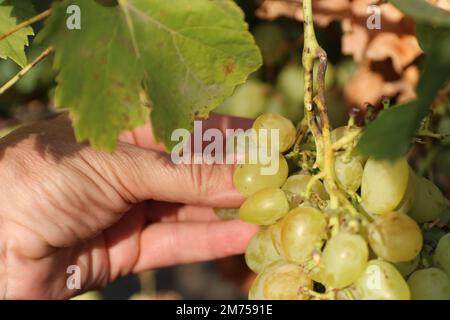 L'uomo enologo assaggia l'uva durante la vendemmia. Foto Stock