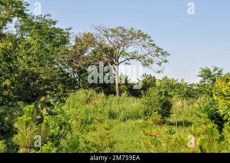 Un albero solitario su una collina. Parco botanico estivo di Odessa. Foto Stock