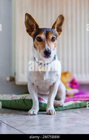 Jack Russell Terrier piccolo cane che è sdraiato sul suo letto accanto al radiatore e guardare curiosamente alla finestra. Foto Stock