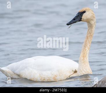 Un cigno trombettista sul lago Foto Stock