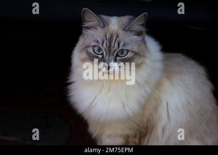 Carino gatto siamese lanuginoso con bellissimi occhi blu seduti all'aperto. Foto Stock