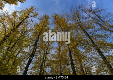 Autunno estate calce (Tilia platyphyllos), Baviera, Germania Foto Stock