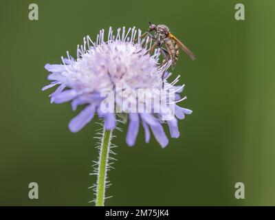 Vola raccogliendo nettare su campo vedova-fiore, anche campo scabious (Knautia arvensis), Leoben, Stiria, Austria Foto Stock