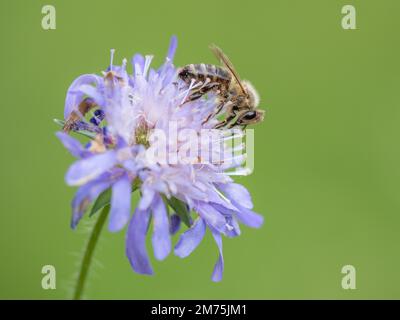 Ape (Apis) raccolta nettare su campo vedova-fiore, anche campo sciabico (Knautia arvensis), Leoben, Stiria, Austria Foto Stock