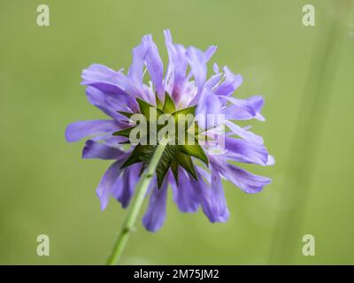 Campo fiore della vedova, anche campo sciabico (Knautia arvensis), Leoben, Stiria, Austria Foto Stock