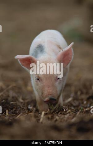 Maiale (Sus domesticus) giovane suino camminare in un campo di fattoria, Suffolk, Inghilterra, Regno Unito Foto Stock