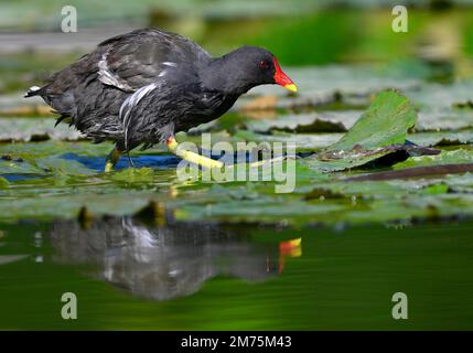 Moorhen comune (Gallinula chloropus), femmina, su ninfee, stagno, Stoccarda, Baden-Wuerttemberg, Germania Foto Stock