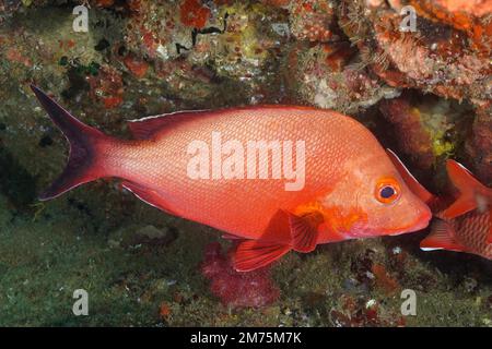 Dentice rosso (Lutjanus gibbus) . Sito di immersione Baia di Sodwana, Riserva Marina di Maputaland, KwaZulu Natal, Sudafrica Foto Stock