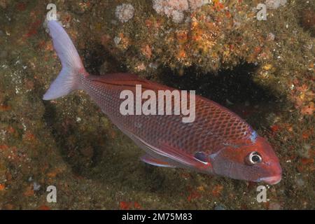 Pinna di Natal (Chirodactylus jessicalenorum), pesce osseo endemico. Aliwal Shoal Dive Site, Umkomaas, KwaZulu Natal, Sudafrica Foto Stock