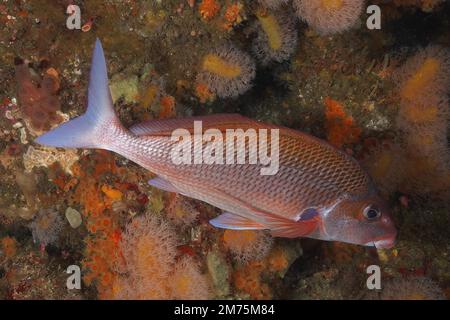 Pinna di Natal (Chirodactylus jessicalenorum), pesce osseo endemico. Aliwal Shoal Dive Site, Umkomaas, KwaZulu Natal, Sudafrica Foto Stock