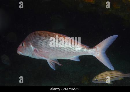 Pinna di Natal (Chirodactylus jessicalenorum), pesce osseo endemico. Sito di immersione Aliwal Shoal, Umkomaas, KwaZulu Natal, Sudafrica. Immersione Aliwal Shoal Foto Stock