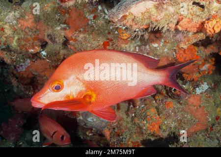 Dentice rosso (Lutjanus gibbus) . Sito di immersione Baia di Sodwana, Riserva Marina di Maputaland, KwaZulu Natal, Sudafrica Foto Stock