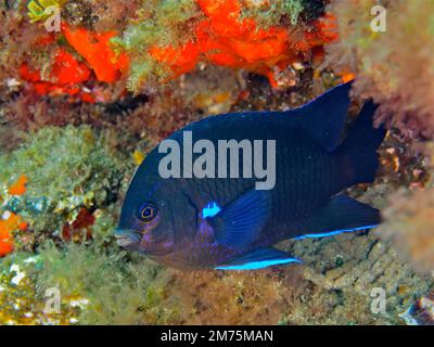 Pesci della barriera corallina al neon (Abudefduf luridus), pesci damselfie. Sito di immersione El Cabron Marine Reserve, Arinaga, Gran Canaria, Spagna, Oceano Atlantico Foto Stock