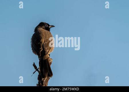 Un nightingale arabo arroccato su un ramo Foto Stock