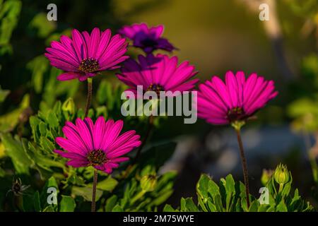 Viva magenta intenso colore fiore di peonia primo piano.viva magenta colore Foto Stock