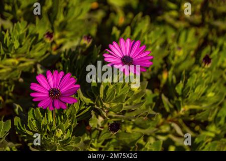 Viva magenta intenso colore fiore di peonia primo piano.viva magenta colore Foto Stock