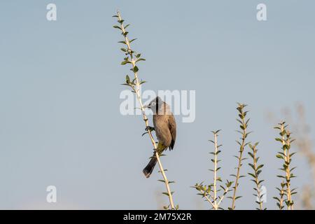 Un nightingale arabo arroccato su un ramo Foto Stock