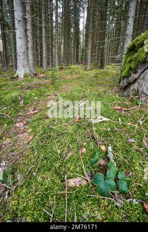 Un'immagine di una strada pedonale circondata da alti alberi nella foresta. Foto Stock