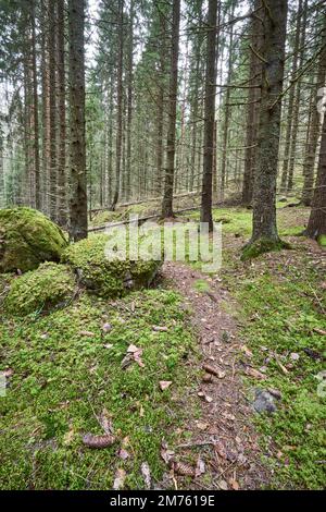 Un'immagine di una strada pedonale circondata da alti alberi nella foresta. Foto Stock