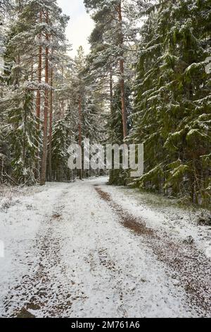 Un'immagine di una strada pedonale circondata da alti alberi nella foresta coperta di neve. Foto Stock