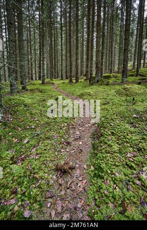 Un'immagine di una strada pedonale circondata da alti alberi nella foresta. Foto Stock