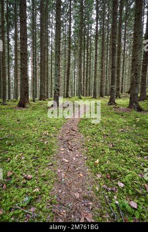 Un'immagine di una strada pedonale circondata da alti alberi nella foresta. Foto Stock