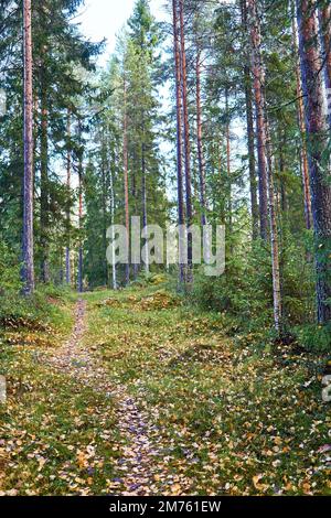 Un'immagine di una strada pedonale circondata da alti alberi nella foresta Foto Stock