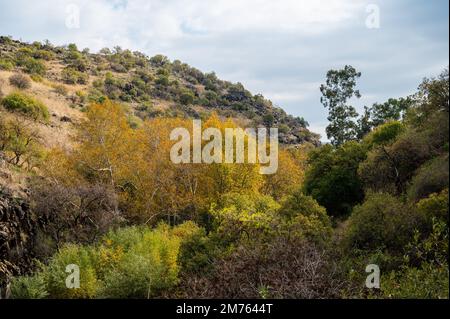 La riserva forestale di Yehudiya è una riserva naturale situata nel centro delle alture del Golan. Parco di Israele. Foto Stock