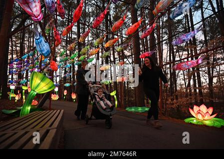 I visitatori seguono il corridoio delle lanterne scintillanti attraverso i boschi fino all'annuale Festival delle lanterne cinesi che si tiene a Cary, North Carolina. Foto Stock