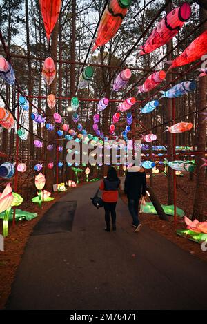 I visitatori seguono il corridoio delle lanterne scintillanti attraverso i boschi fino all'annuale Festival delle lanterne cinesi che si tiene a Cary, North Carolina. Foto Stock