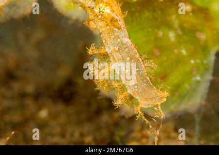Un secondo spaccato dopo che questa foto è stata scattata, questo ghostpipefish del rudsnout maschio, Solenostomus paegnius, con un gulp, ha inalato il gambero dello scheletro, Caprel Foto Stock