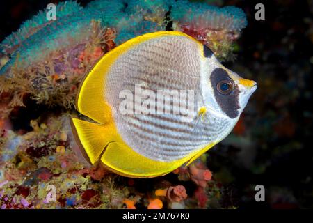 Il filippino butterflyfish, Chaetodon adiergastos, è noto anche come un panda butterflyfish, Filippine. Foto Stock