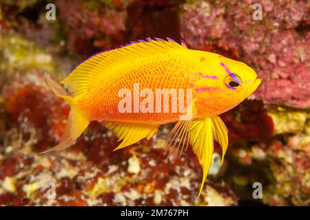 Una femmina hawaiana lunga anthias, Pseudanthias hawaiensis, Hawaii. Questa specie è rara nelle Hawaii dove è endemica. Foto Stock