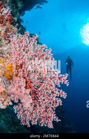 Diver (MR) e un fan di Godefroys soft corallo, Siphonogorgia godefroyi, Tubataha Reef, Filippine. Questa specie cattura microplancton e preferisce r Foto Stock