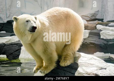 Polar Bear equilibrando su una roccia vicino a acqua ghiacciata che si prepara a saltare in. Foto Stock