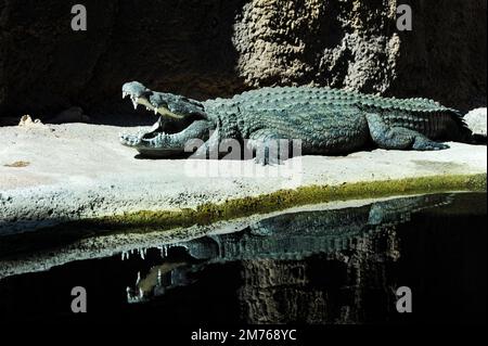 Alligatore sdraiato al sole con la bocca aperta e mostrando i suoi denti bianchi affilati. Foto Stock