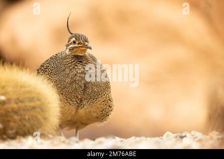 Elegante timanu crestato [ Eudromia elegans ] a Paington Zoo, Paington, Devon, UK Foto Stock