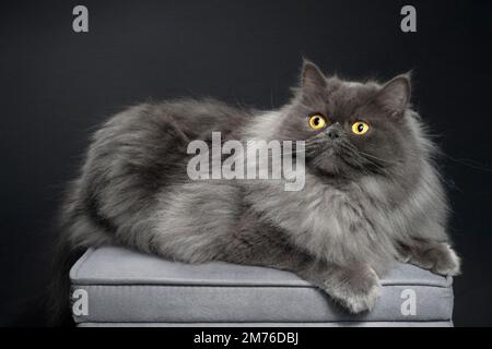 Bellissimo gatto persiano a capelli lunghi, ragamuffin seduto su un ottomano Foto Stock