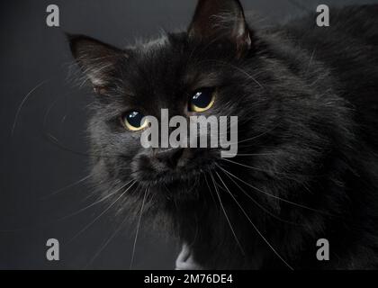 Primo piano ritratto di un bel gatto nero a capelli lunghi. Foto Stock
