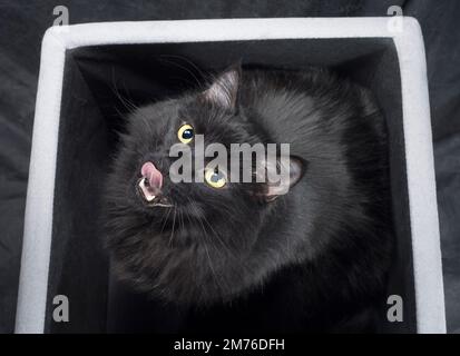 Carino gatto nero che guarda e lecca le labbra. Foto Stock