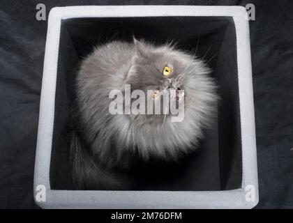 Cute cat Foto Stock