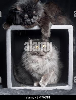 Cute cat Foto Stock