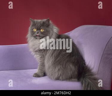 Carino gatto grigio lanuginoso seduto su un divano viola con la lingua fuori. Foto Stock