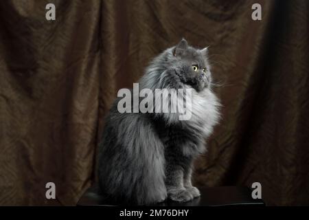 Profilo grazioso di un gatto persiano seduto. Foto Stock