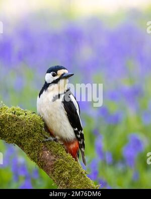 Picchio macchiato grande maschile [ Dendrocopos Major ] su bastone mossy con erba fuori fuoco e Bluebells in campo Foto Stock